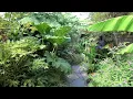 Download Lagu Our Small Jungle Garden / Onze Kleine Jungle Tuin / At Its Best!