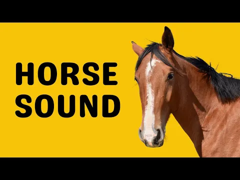 Download MP3 Horse Sound | Neigh