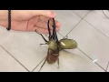 Download Lagu Giant beetle sounds like a jackhammer