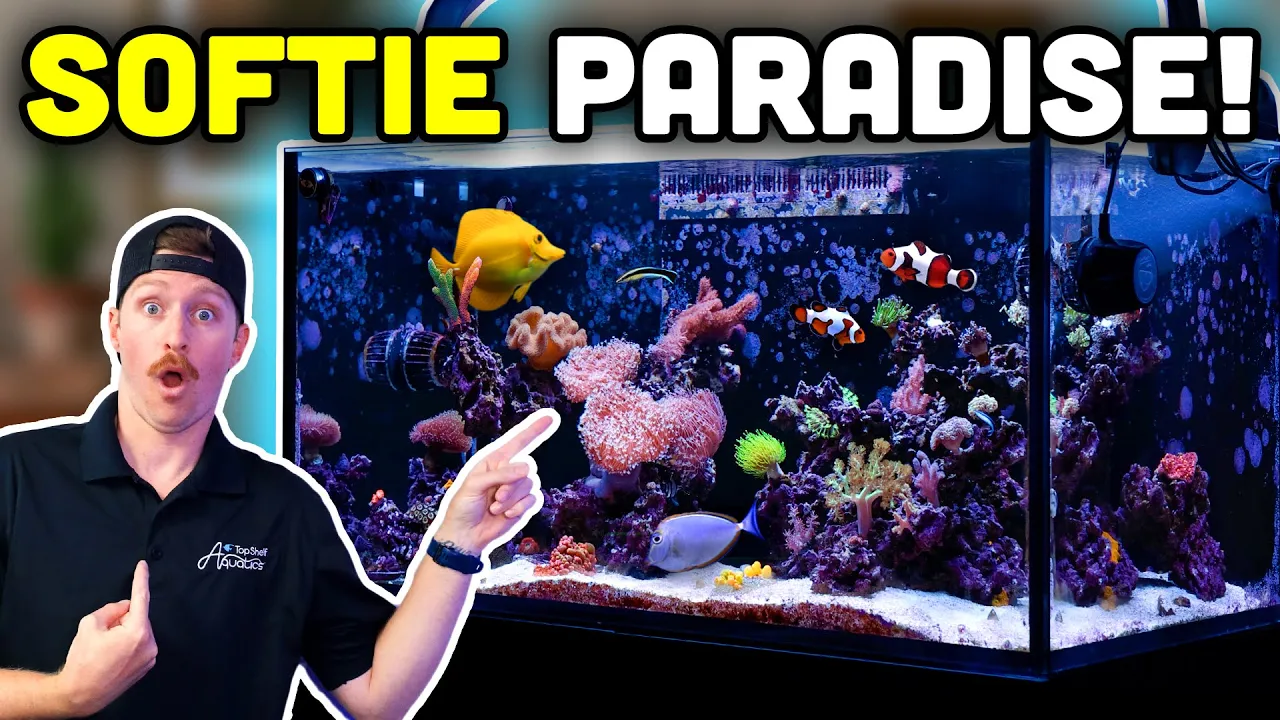 Blaine's 100-Gallon Soft Coral Reef