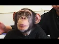 The Dark Truth Behind a Famous Chimp’s Life on Screen (Animal Documentary)