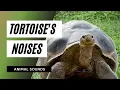 Download Lagu The Animal Sounds: Tortoise's Sounds / Sound Effect / Animation