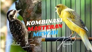 Download MASTERAN BURUNG MURAI KOMBINASI MASTERAN PELATUK BERAS DAN KENARI GACOR I SPEED RAPAT MP3