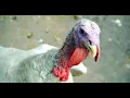 DIY homemade Turkey costume