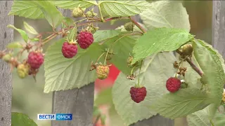 На омских дачах поспела малина и клубника в октябре
