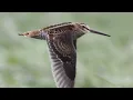 Download Lagu Burung Berkik pekung cocok untuk mikat#pekung#Berkik#burungsawah