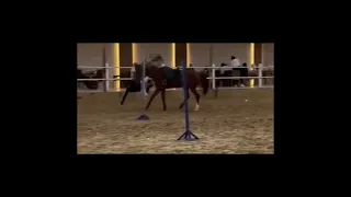 تكسر عظم ساقه ترند اكسبلور مالي خلق احط هاشتاقات ميرال مصطفى العنود سعود رهف محمد 