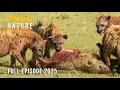 Download Lagu Wild Animals - Survival of the Most Ruthless I Wild Nature