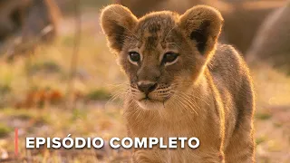 O filhote de leão desajustado: Uma história de amor e sobrevivência | Caçadores da África 104