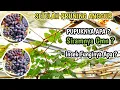 Lagu 100% ILMU ANGGUR LANGKA‼️Apa Yang Harus Dilakukan Setelah Pruning Pembuahan Anggur❓