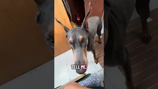 Good morning.. we hope you have a great weekend!! #fyp #dream #doberman #pets #youtube