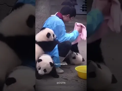 This Panda Is Unique #shorts #ytshorts