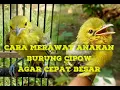 Download Lagu Cara merawat burung cipoh anakan, agar cepat besar