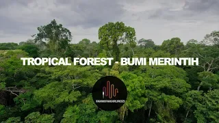 tropical forest bumi merintih