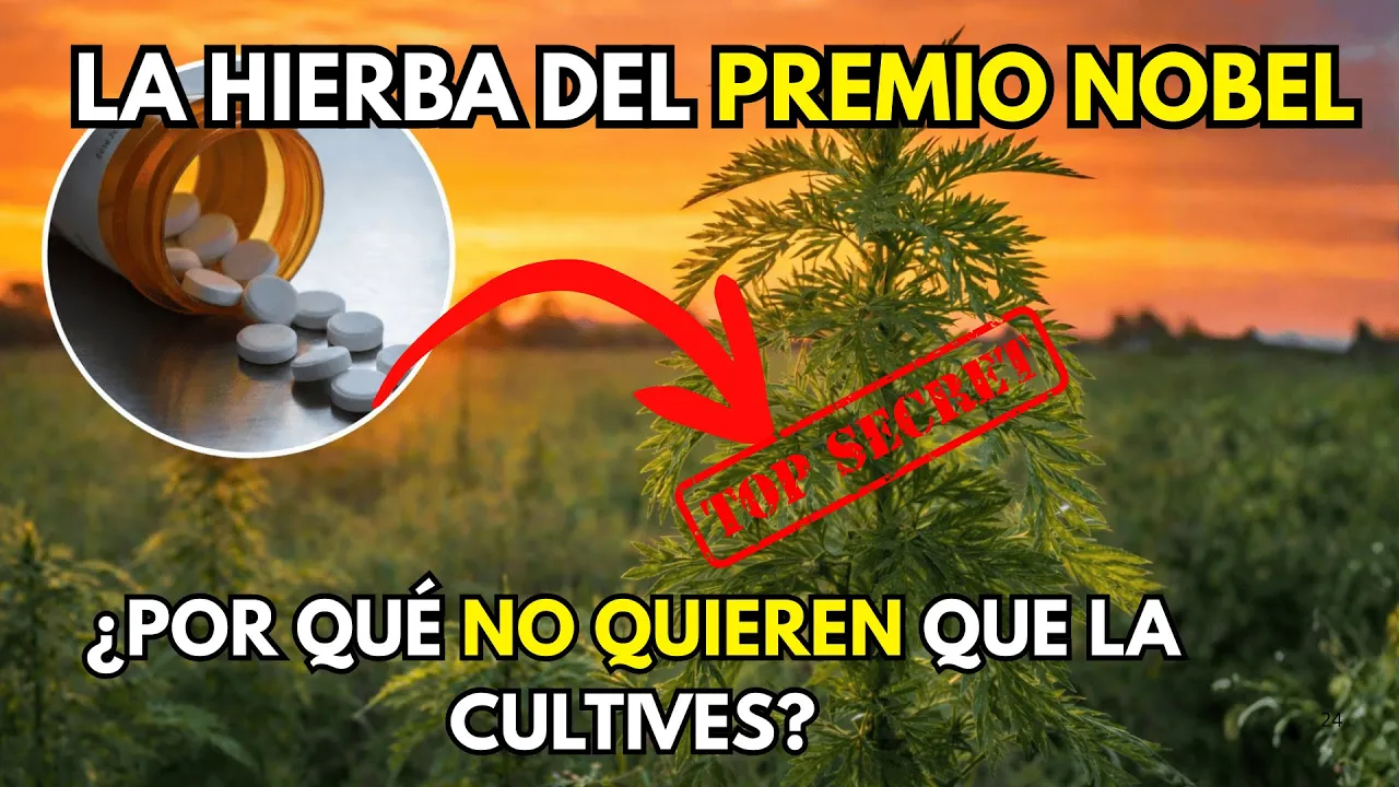 La Hierba Del Premio Nobel. Nos Advirtieron Que No La Usemos. ¿Por Qué?