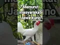 Download Lagu Ayam kinantan #shorts #ayamputih