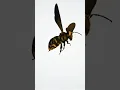 Download Lagu Honey bee sound effects  #shorts