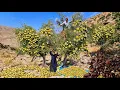 Harvesting Anjek the special fruit of Dena The amazing secret of the Zagros nomads