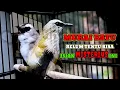 Download Lagu TRUCUKAN GACOR FULL ISIAN WAMBI SAMBUNG ROPEL PANJANG masteran terbaik untuk trucukan