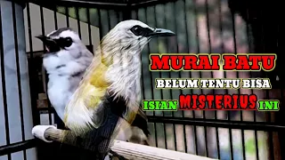 trucukan gacor full isian wambi sambung ropel panjang masteran terbaik untuk trucukan