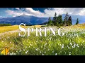 Download Lagu Spring 4K Ultra HD • Stunning Footage Spring, Scenic Relaxation Film with Calming Music.
