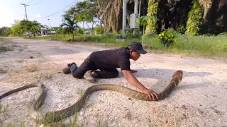 MUNCUL KEMBALI SOSOK KING COBRA RAKSASA BADAI...!!!!