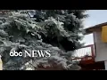 Tree falls onto home in Colorado Springs