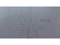 How to Draw a Weed Leaf