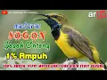 Download Lagu Masteran Tembakan Suara Burung SOGON ( Sogok Ontong ) Speed Rapat Dahsyat.