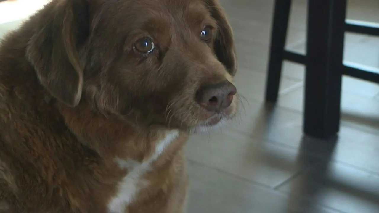 Portuguese dog declared oldest in the world at 30 | AFP