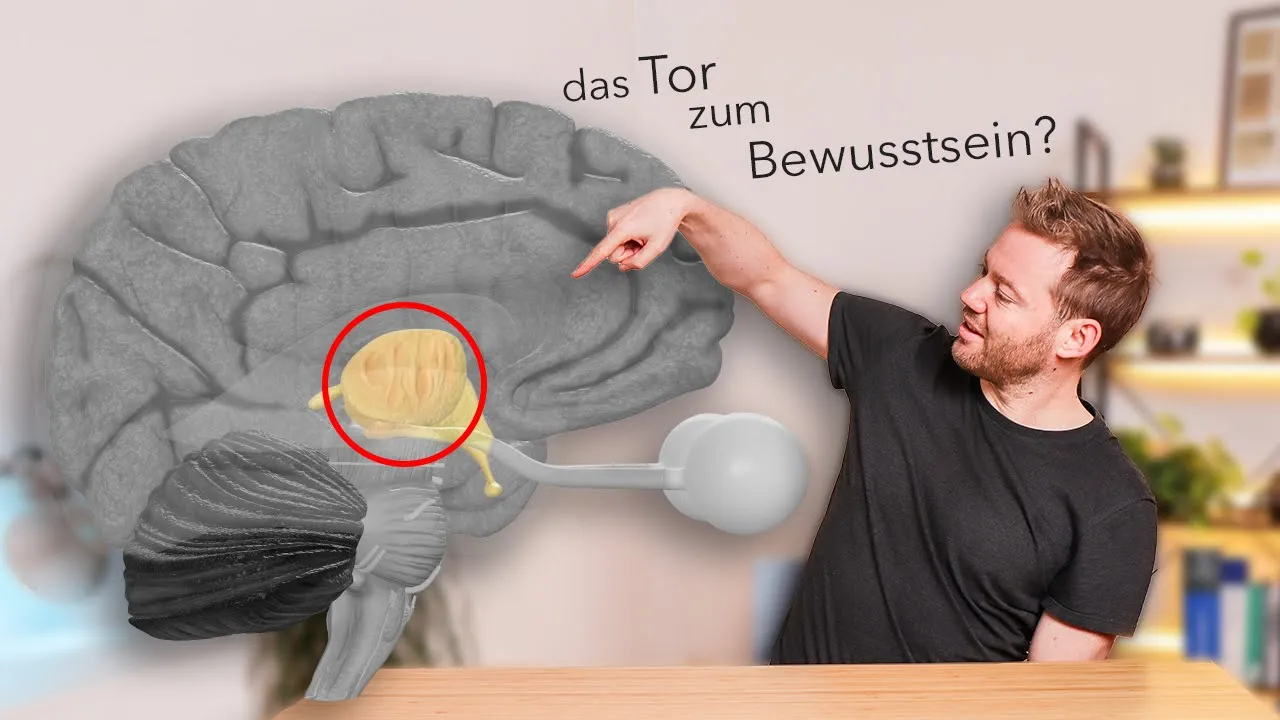 Unser Zwischenhirn WIRKLICH verstehen (Thalamus, Hypothalamus & Co)