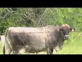 Cattle found dead with tongues removed no blood spilt