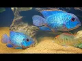 Electric Blue Acara Complete Care Breeding Guide