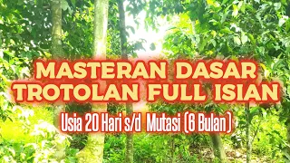 masteran dasar untuk trotolan murai batu full isian