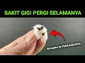 Download Lagu RAMUAN paling MUJARAB untuk sakit GiGi !!