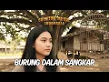 Lagu 🎸 Burung Dalam Sangkar – Emilia Contessa | Country Cover Indonesia 🤠