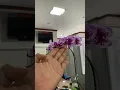 Download Lagu Bunga keabadian langka dibawa ke kantor, warna cantik sekali