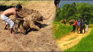 Baby Elephant’s Heartbreaking Cries for Help Lead to an Incredible Rescue & Reunion With Mom!