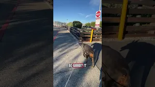 Daily life.. #fyp #dream #doberman #pets #youtube