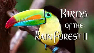 The Most Beautiful Birds in the Rainforest ANTI-STRESS 4K 🦜🌿