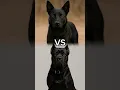 Download Lagu Cane Corso vs. The World's most Powerful Dogs (Kangal, Alabai, Presa Canario..) #shorts