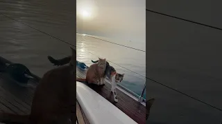 Just boatcats doing sunset things 🐈‍⬛🐈🌞 #sailing #cats #shorts #sunset