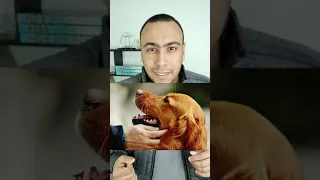 ازاى تصاحب كلب بلدى 