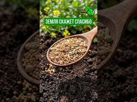 🌱 ОДНА ЛОЖКА ЭТОЙ СМЕСИ НА ГРЯДКУ И ПОЧВА КАК ПУХ! Выбирай сидераты правильно. Забота о почве осенью