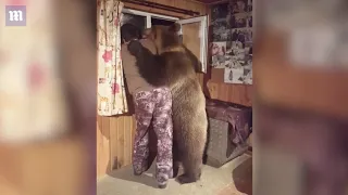 Domesticated Bear Gives His Owner A Lovely CUDDLE 