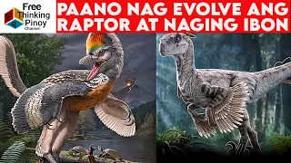 NEW🌟Paano naging Ibon ang DINOSAUR | Evolution of birds from raptors