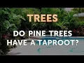 Do Pine Trees Have a Taproot
