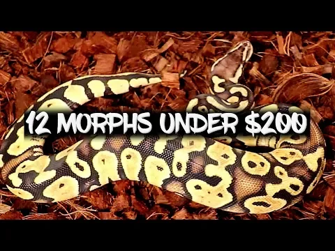 Download MP3 The Top 12 Ball Python Morphs under $200!