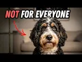 Why Bernedoodles are NOT for Everyone The Harsh Truth