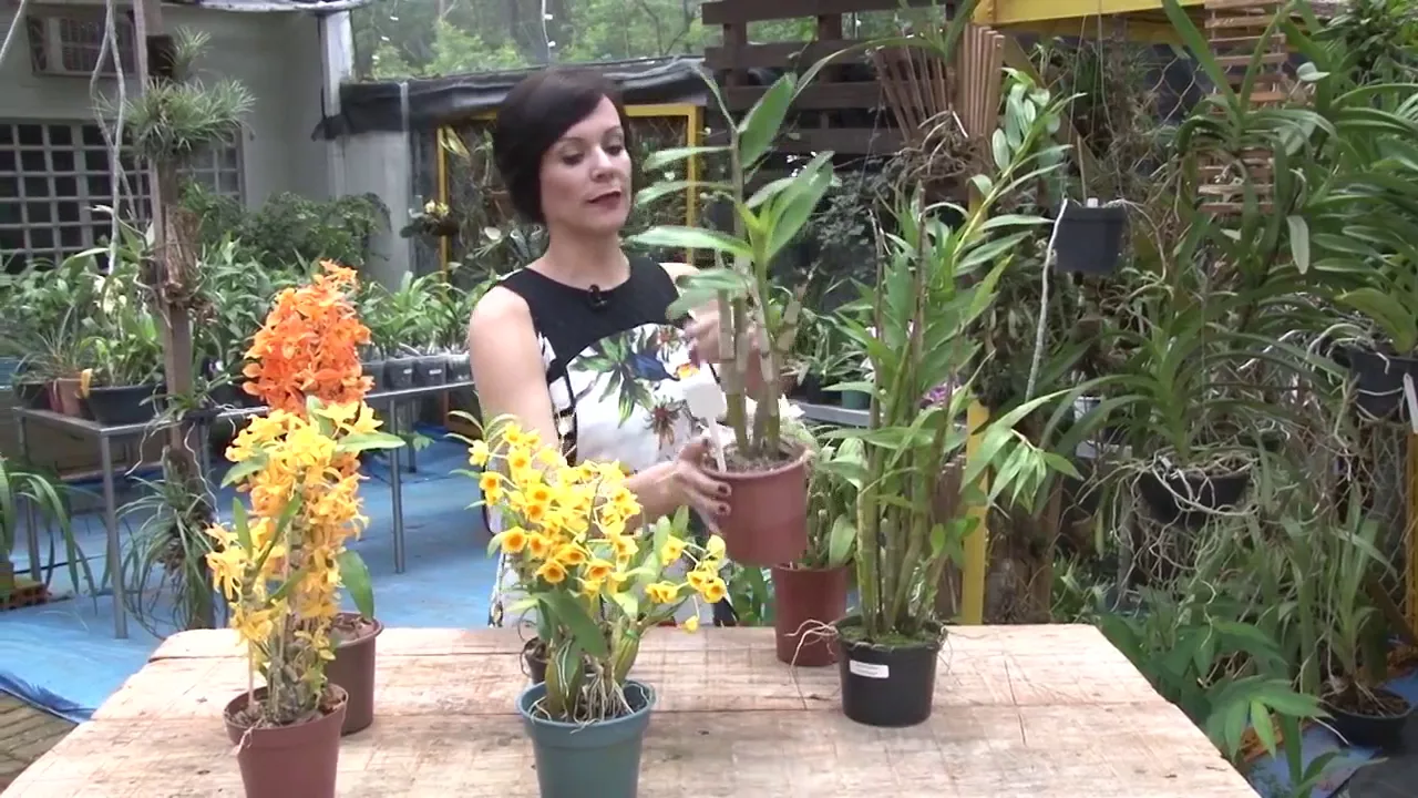DICAS IMPORTANTES SOBRE ORQUÍDEA DENDROBIUM